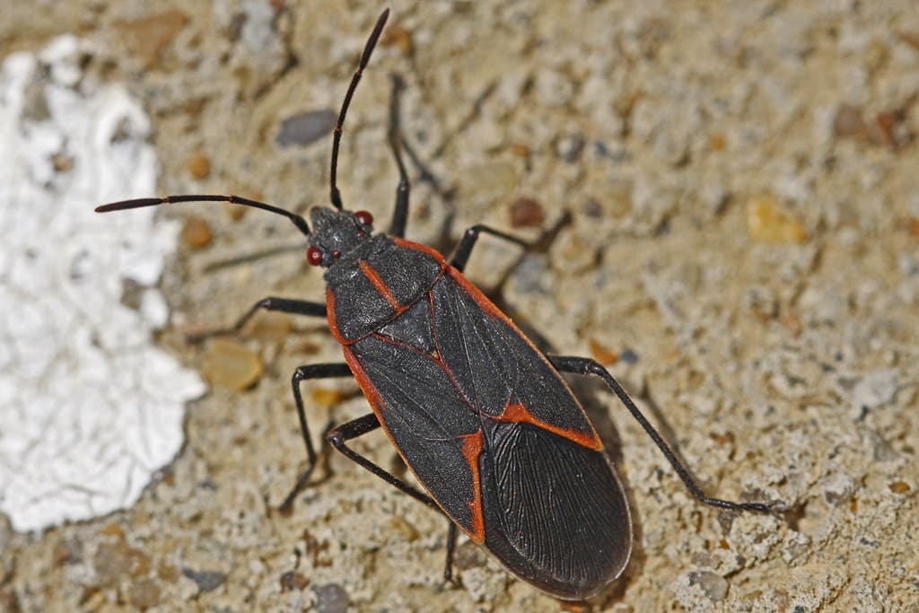 Boxelder Bug - J & J Tree Care